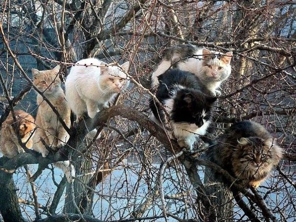 Весна пришла коты прилетели