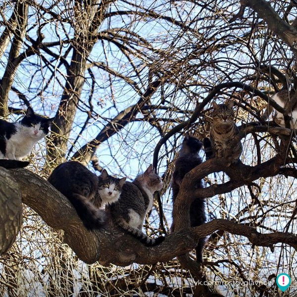 Коты на дереве Весна