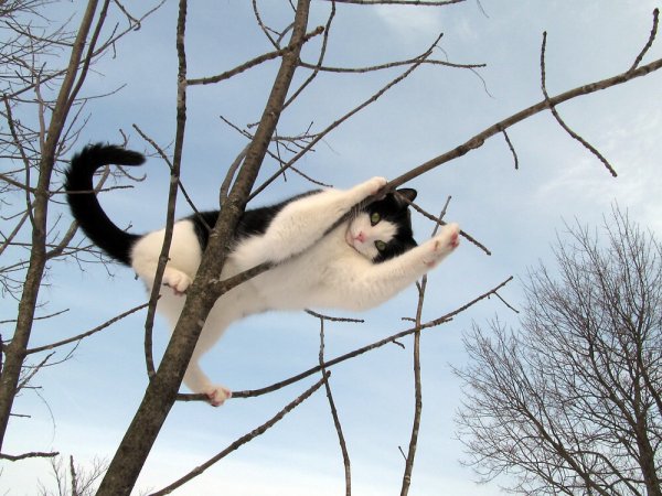 Скоро Весна коты прилетели