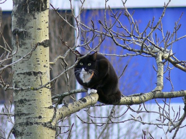Много кошек на дереве