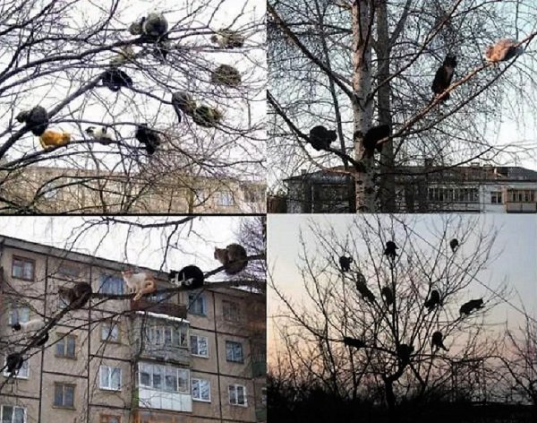 Билл Клибан коты