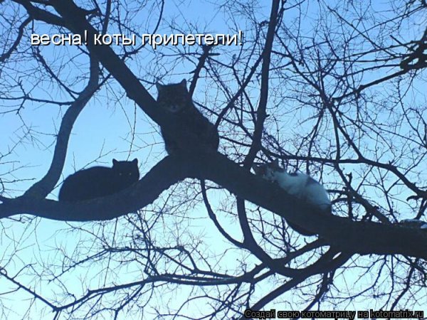 Коты прилетели