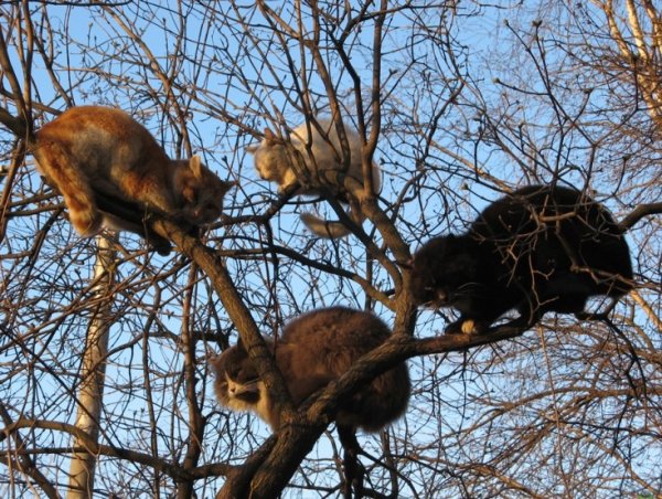 Весна наступила коты прилетели