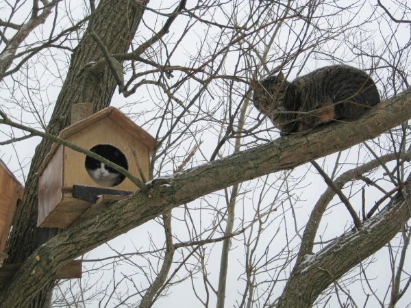 Коты прилетели