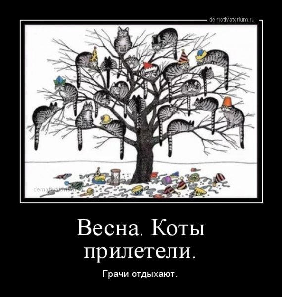 Весна коты прилетели