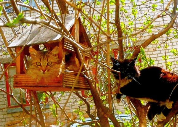 Коты прилетели