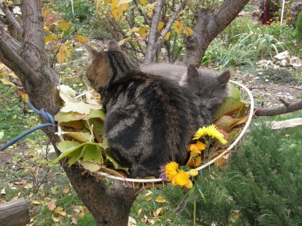 Коты на деревьях
