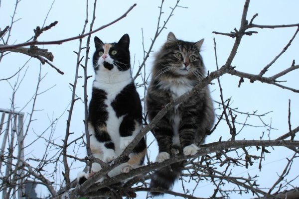 Коты на дереве Весна