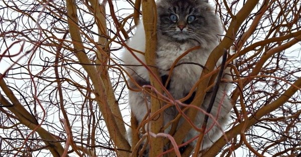 Весна пришла коты прилетели