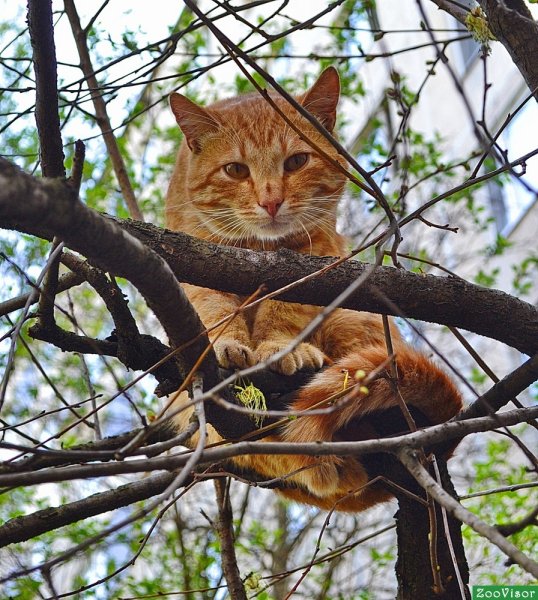 Весна пришла коты прилетели