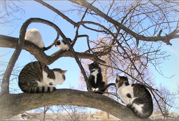 Наступила Весна. Скоро прилетят