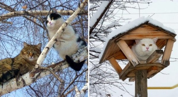 Коты прилетели