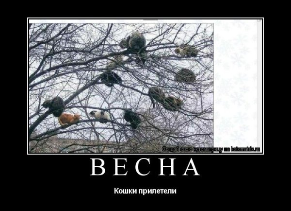 Коты прилетели