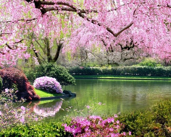 Цветущее дерево джакаранда