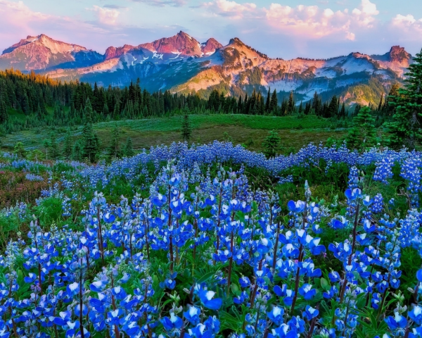 Весенняя природа