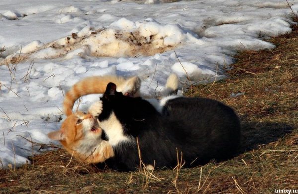 Весна опять пришла