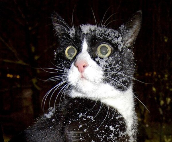 Наконец пришла зима