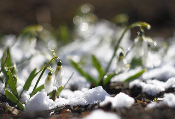 Весна тает снег подснежники
