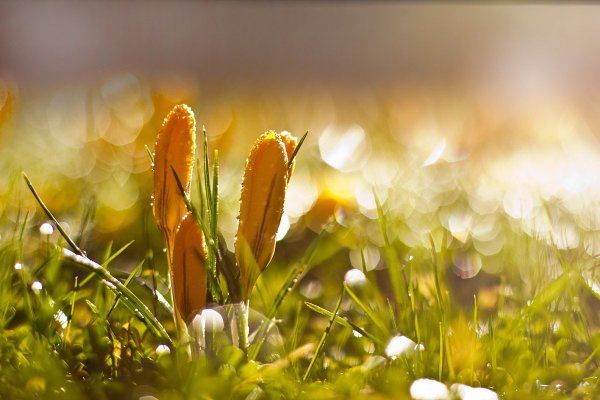 Весеннее утро