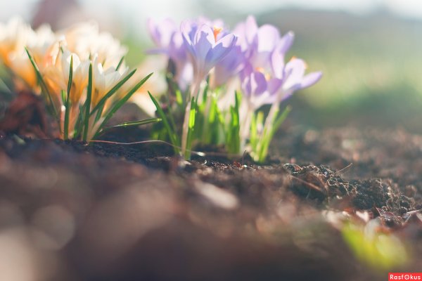 Весенняя Утренняя природа