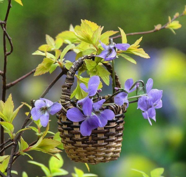 Доброе утро цветы Весна природа