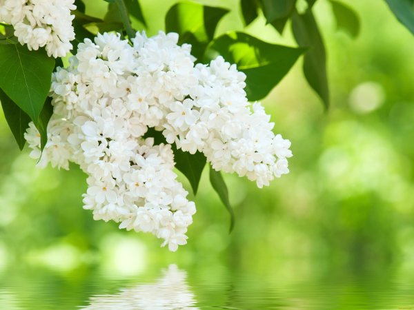 Сирень Алтайская розовая