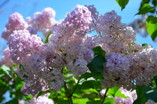 Сирень Жасмин черемуха