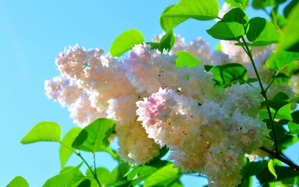 Черемуховый сирень