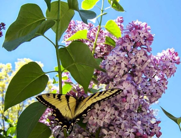 Сирень и черемуха