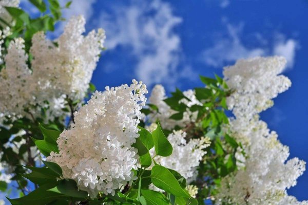 Сирень обыкновенная Primrose