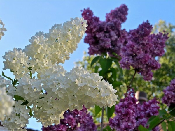 Коломенское цветёт сирень