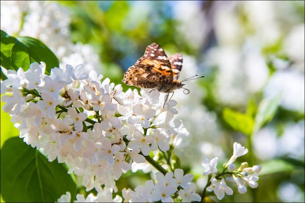 Сирень Яблоневый цвет