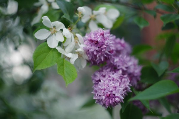 Веточка сирени на голубом небе
