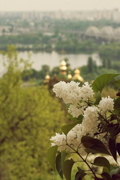 Белая сирень