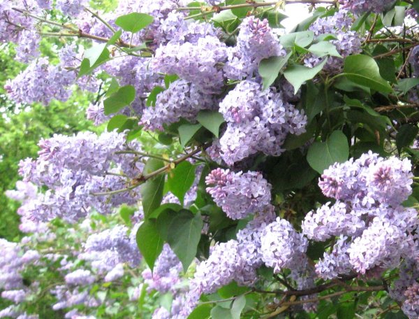 Цветет черемуха сирень