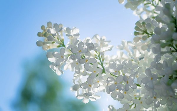 Черемуха сиреневая