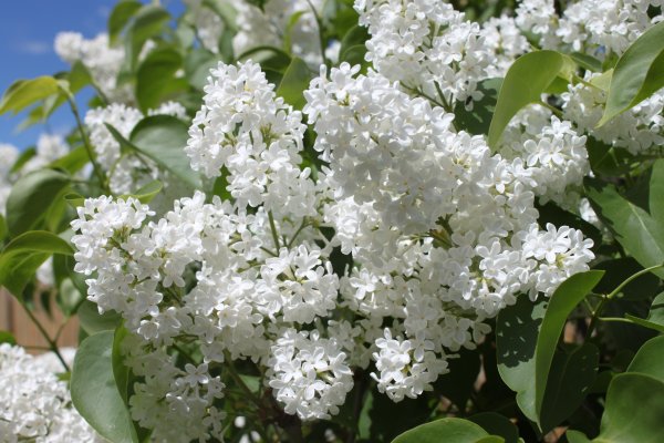 Майский сад сирень черёмуха