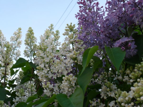 Сирень Mme Charles Souchet