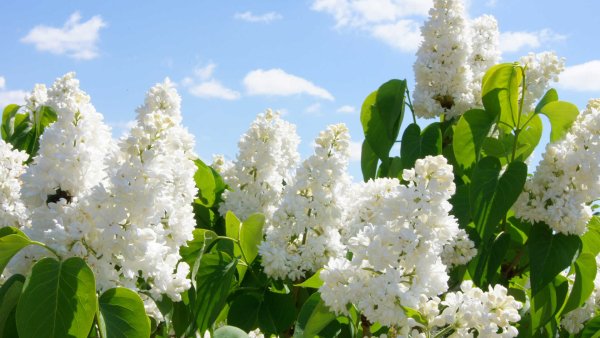 Герман черемуха душистая