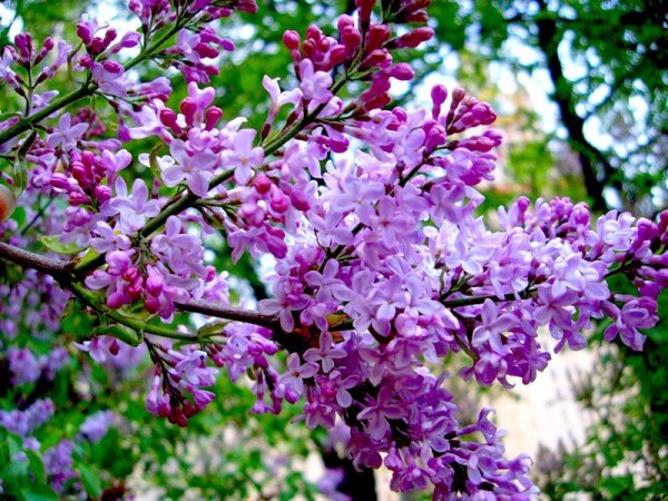 Сирень черемуха в саду