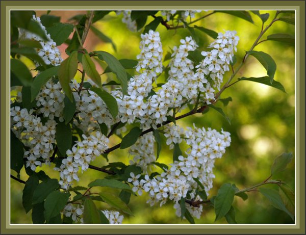 Сирень обыкновенная "летний сад"