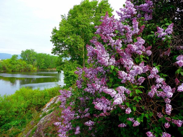 Весна белая сирень