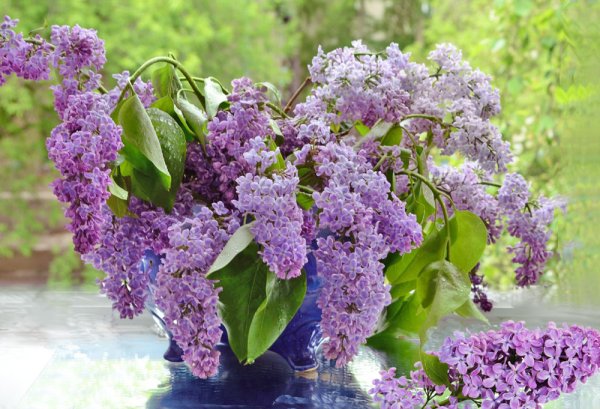 Сирень обыкновенная каприз