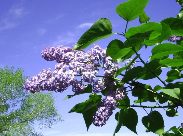 Цветущая сирень белая