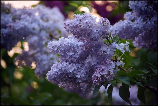 Черемуха в Крыму