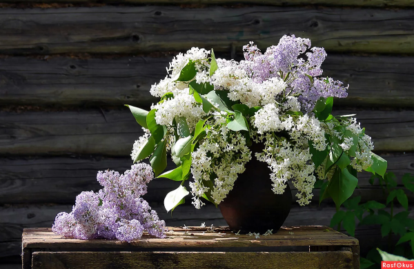 Сирень Емельян Ярославский