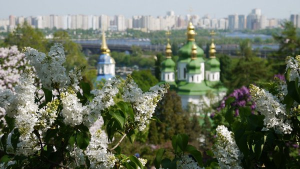 Цветущая черемуха в саду