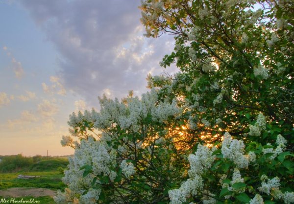 Сирень в палисаднике