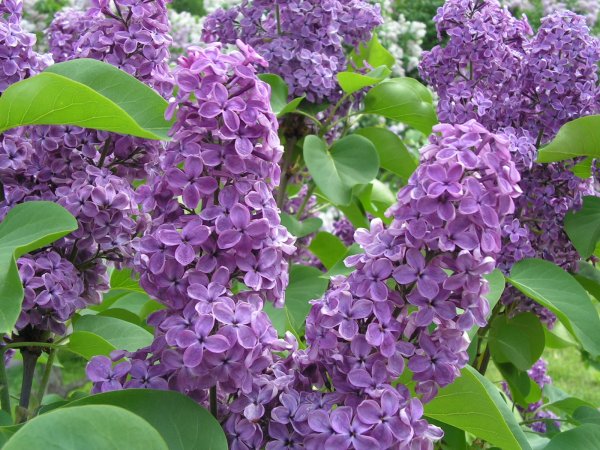 Майский сад сирень черёмуха