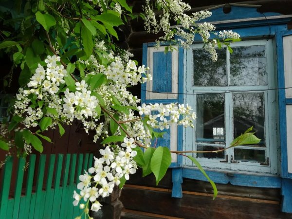 Весеннее утро в саду